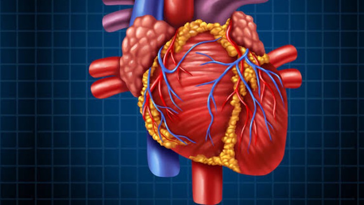 Learn Cardiac Anatomy and physiology from scratch