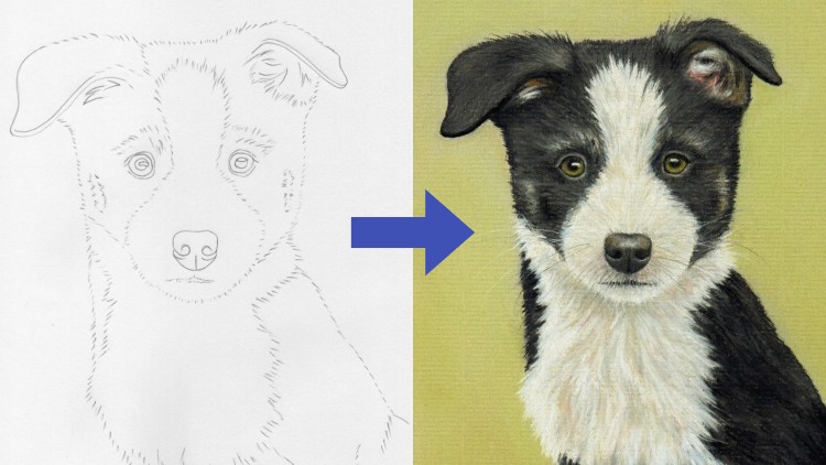 Draw a Border Collie Puppy using Pastel Pencils - Free Udemy Courses